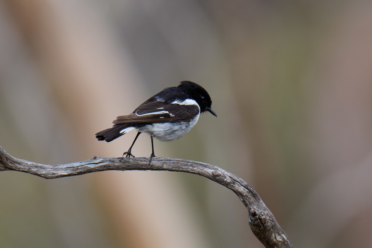 Miro à capuchon - ML645438148