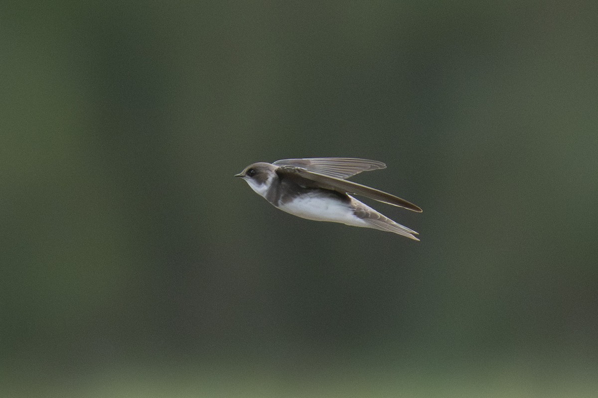 Hirondelle de rivage - ML645438151