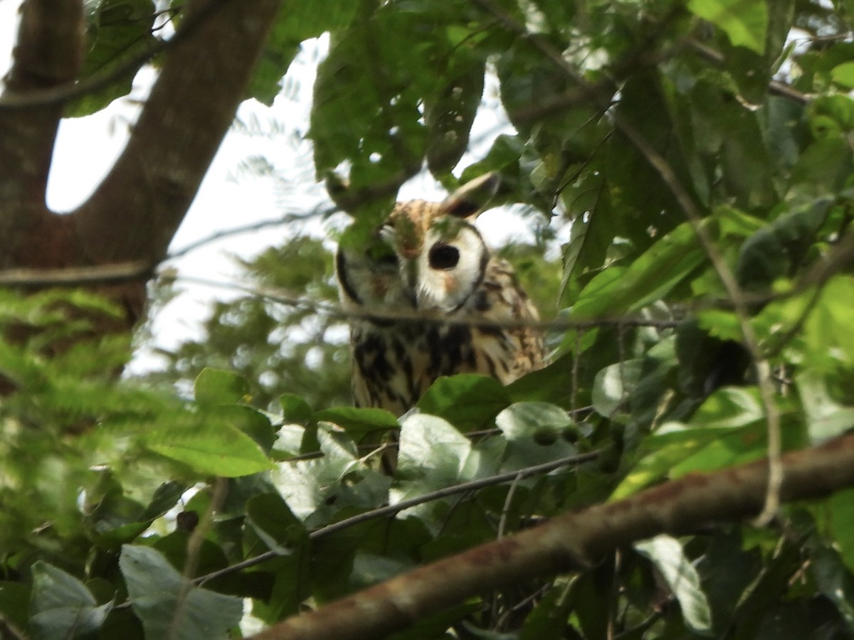 kalous proužkovaný - ML645438152