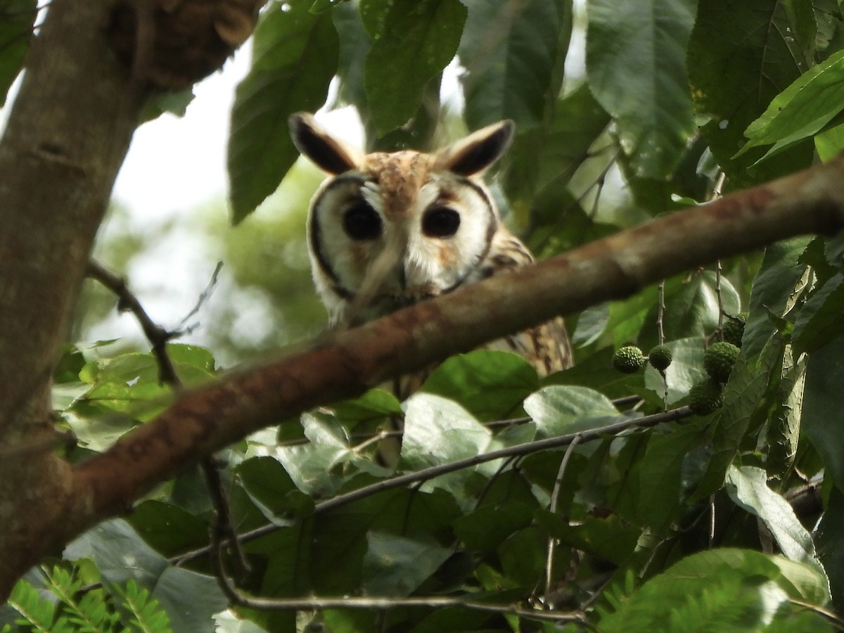 kalous proužkovaný - ML645438153