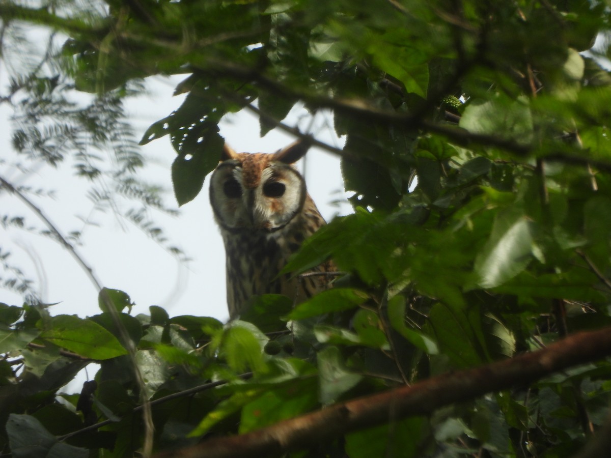 kalous proužkovaný - ML645438154