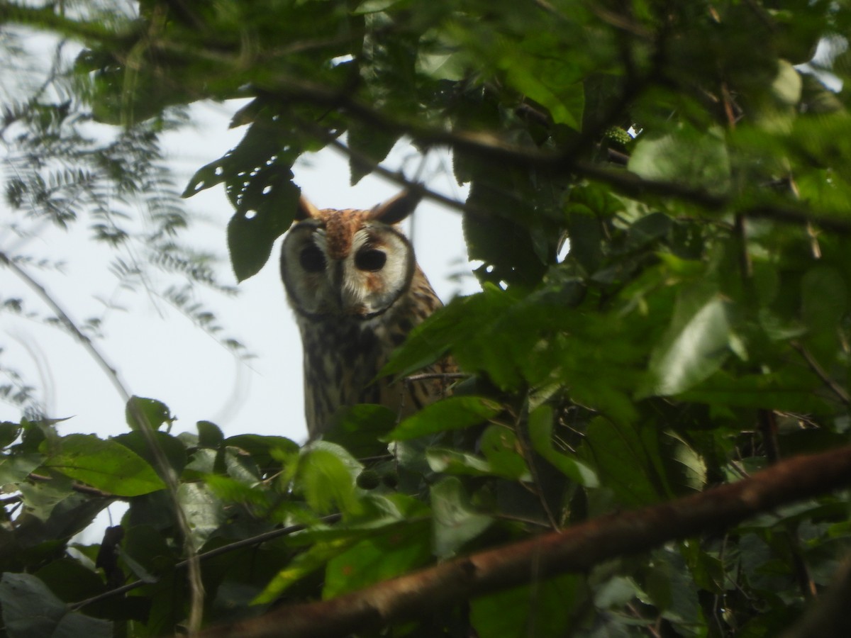 kalous proužkovaný - ML645438155