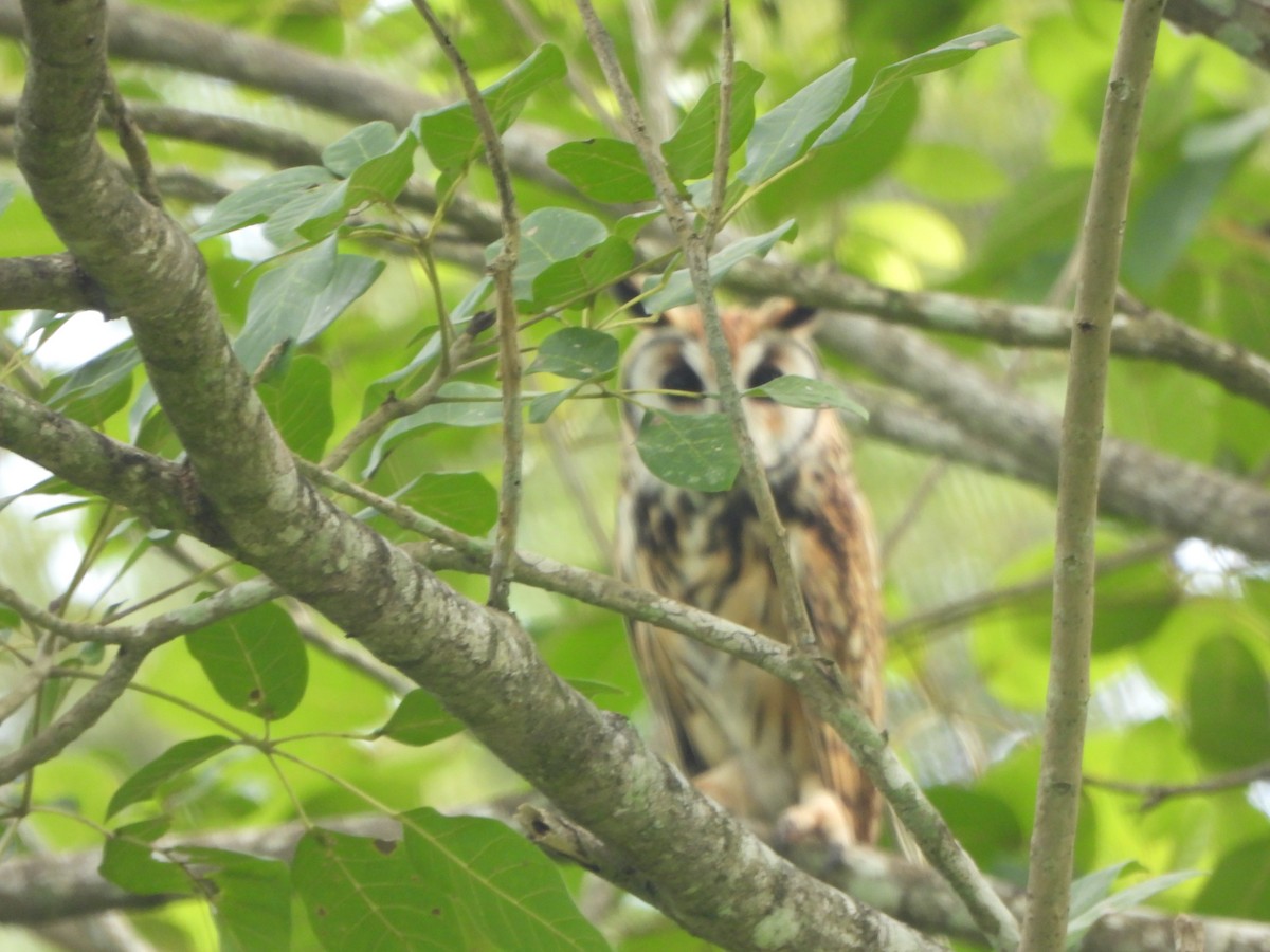 kalous proužkovaný - ML645438156