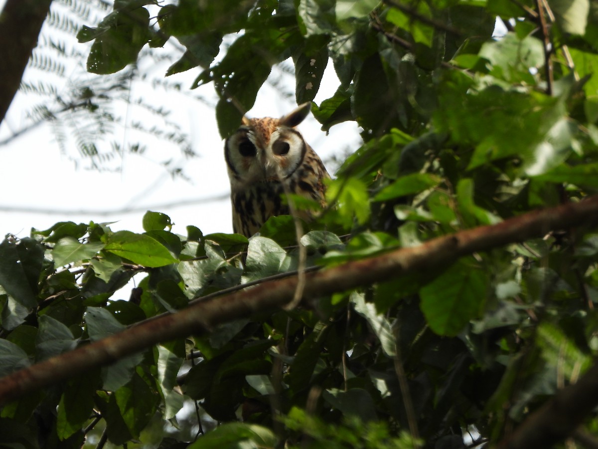 kalous proužkovaný - ML645438157