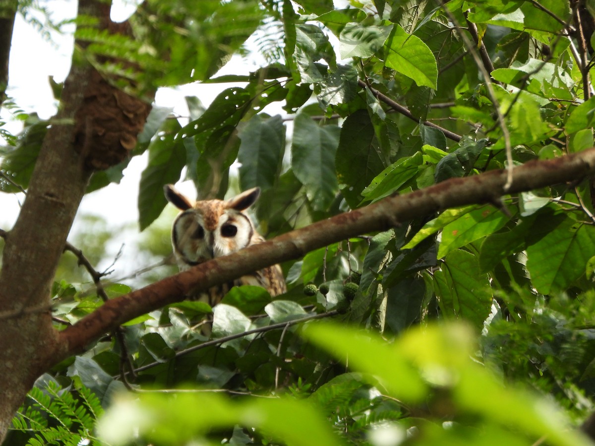 kalous proužkovaný - ML645438158