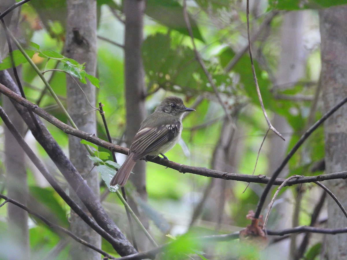 Sepia-capped Flycatcher - ML645438160