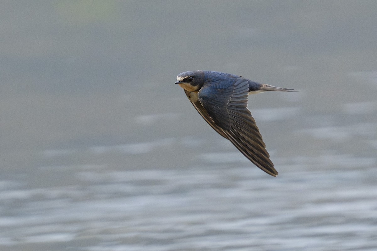 Hirondelle rustique - ML645438161