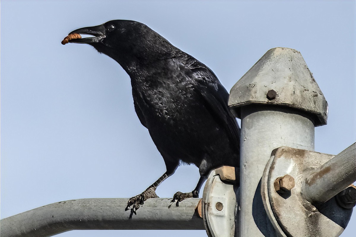Corneille d'Amérique - ML645438162