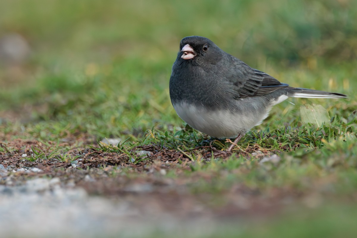 Junco ardoisé - ML645438163