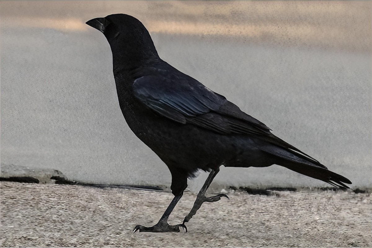 American Crow - ML645438170
