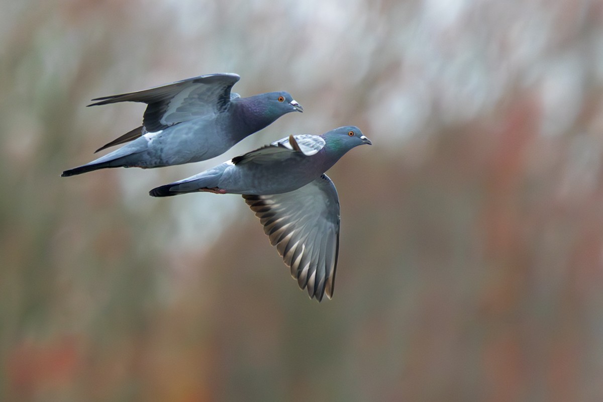 Haitz-usoa (etxekoa) - ML645438173