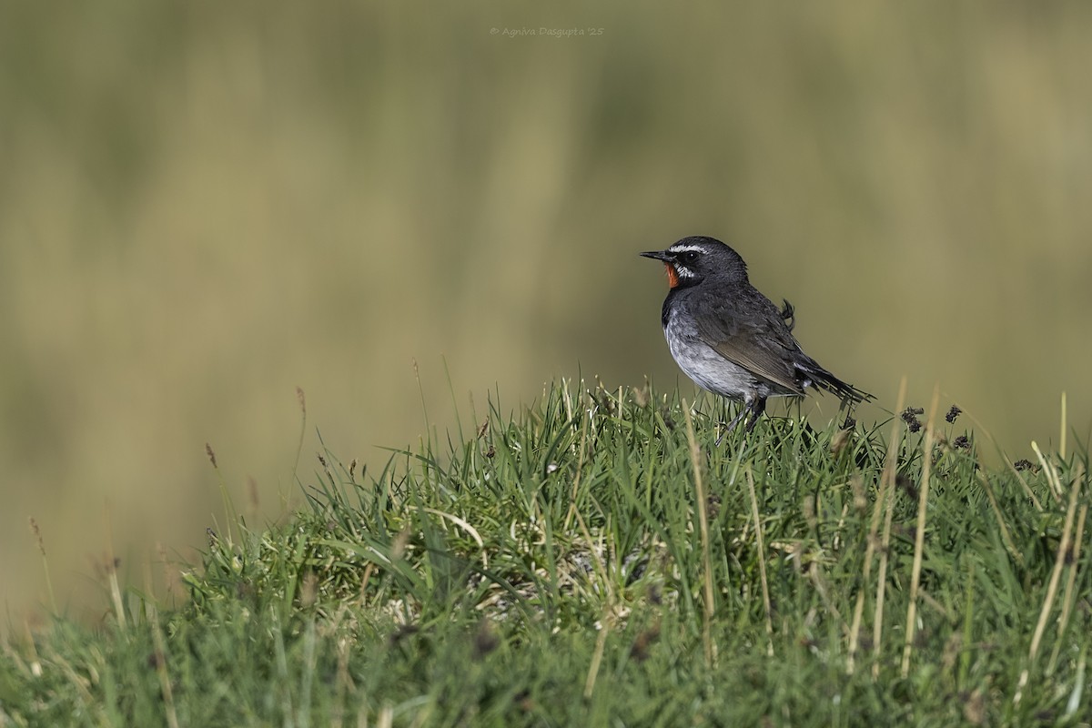 Chinese Rubythroat - ML645438174