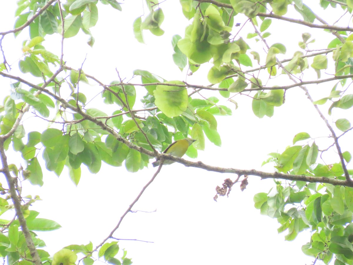 White-vented Euphonia - ML645438175