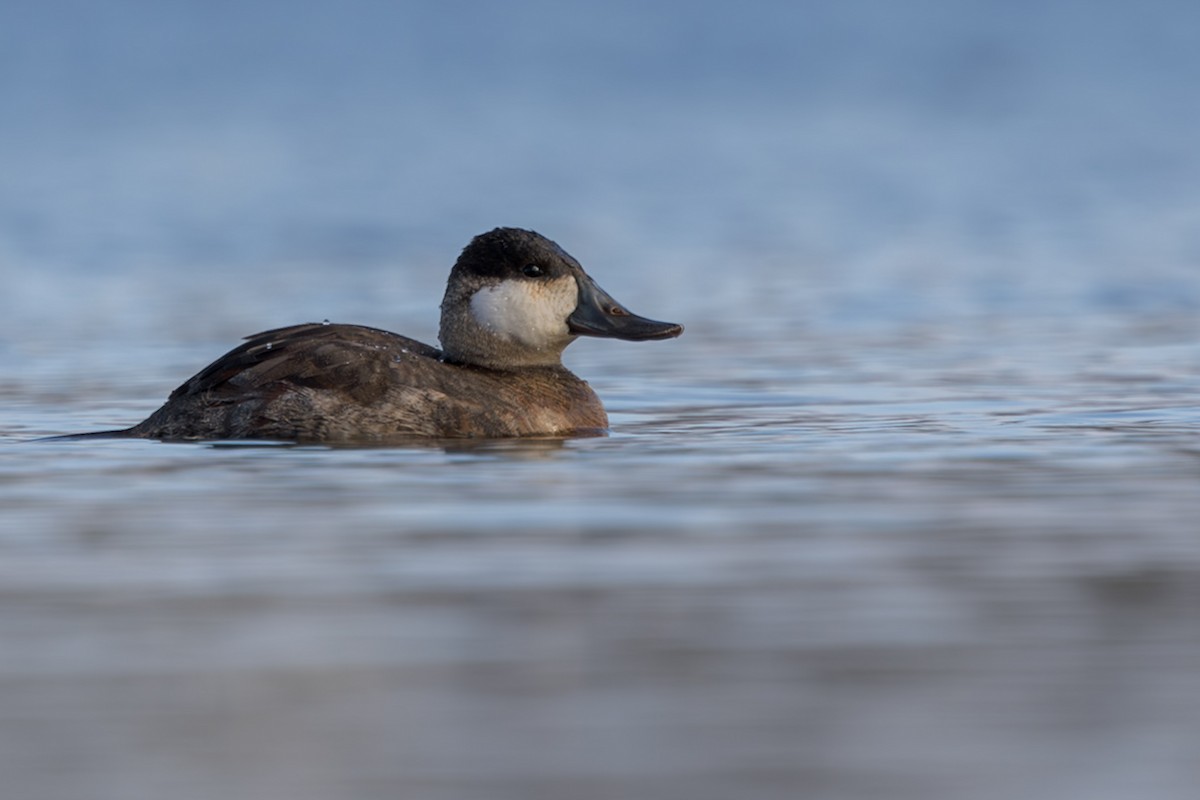 Ruddy Duck - ML645438176