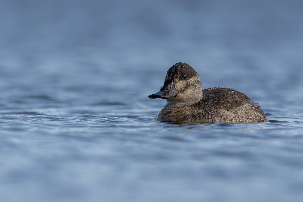 Ruddy Duck - ML645438177