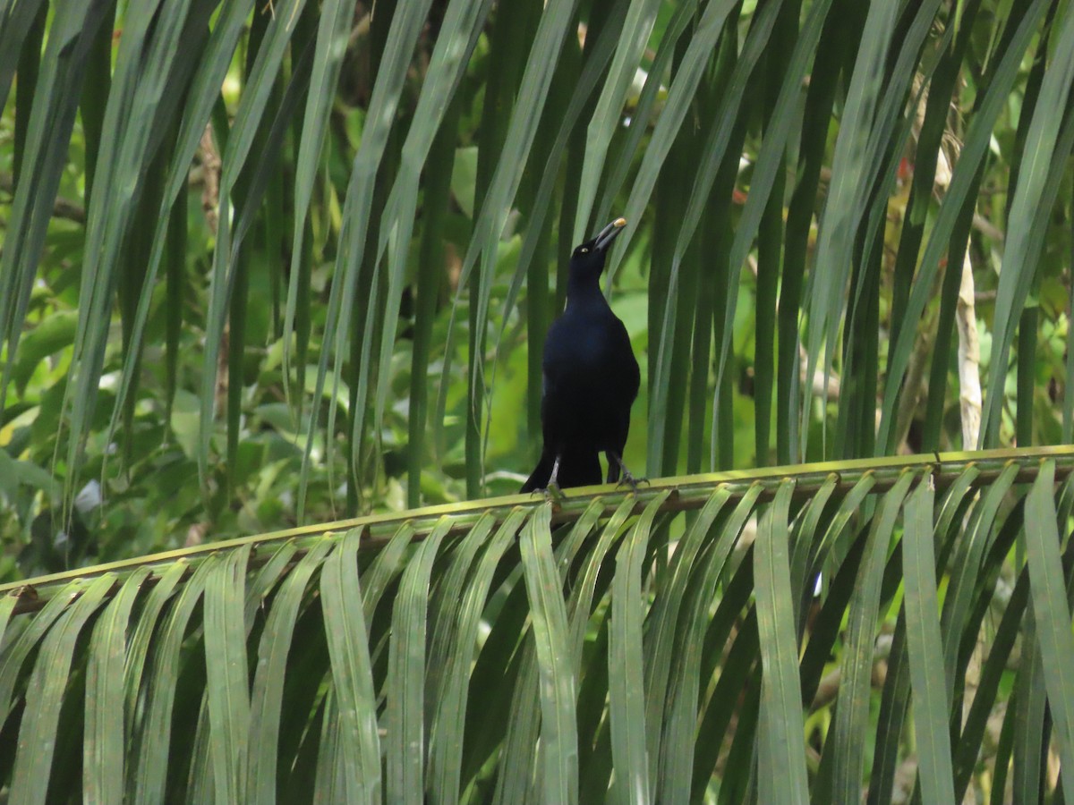 Great-tailed Grackle - ML645438180