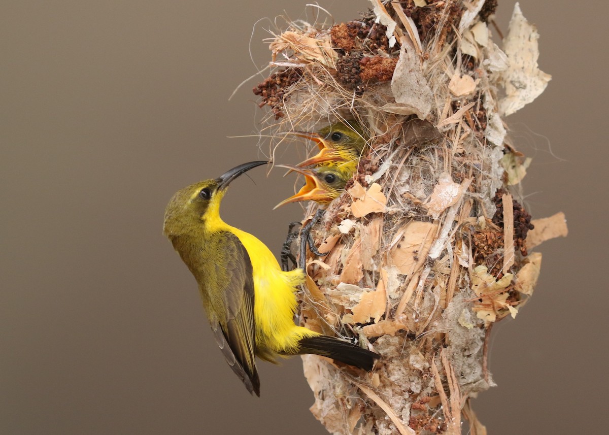 Sahul Sunbird - ML645438188