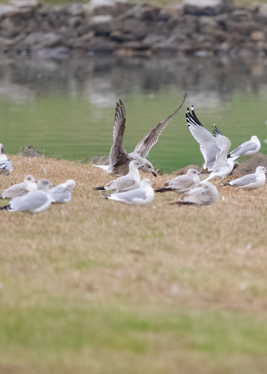 Great Black-backed Gull - ML645438189
