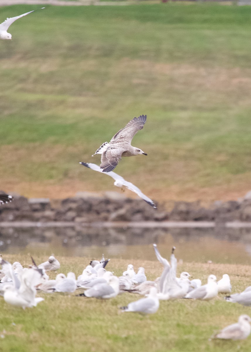 Great Black-backed Gull - ML645438190