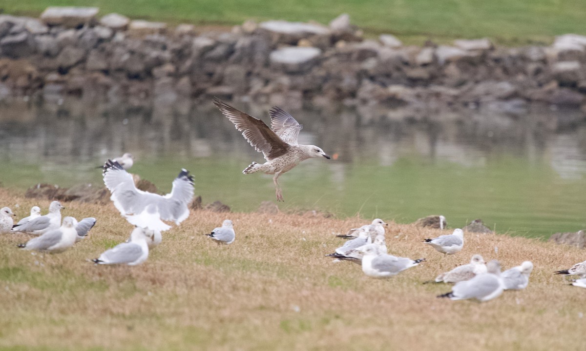 Great Black-backed Gull - ML645438191