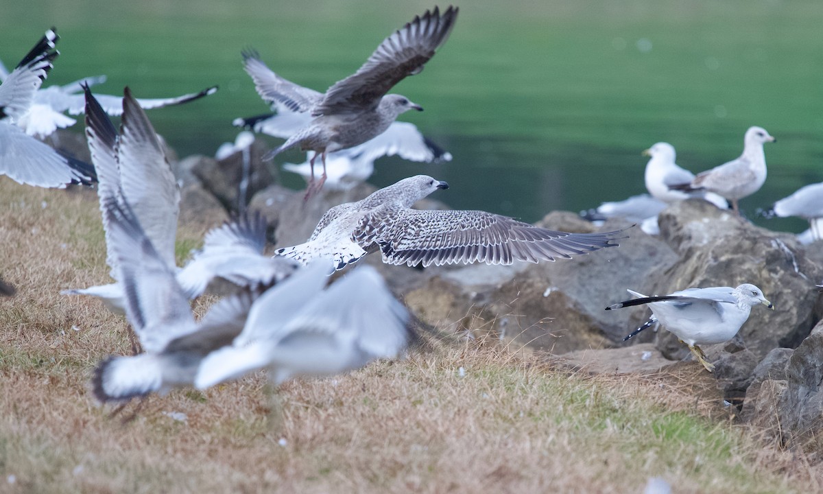 Great Black-backed Gull - ML645438193