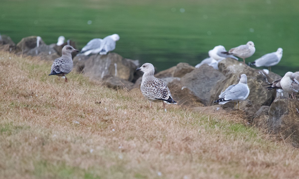 Great Black-backed Gull - ML645438194