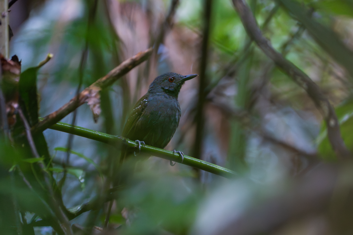 Magdalena Antbird - ML645438199