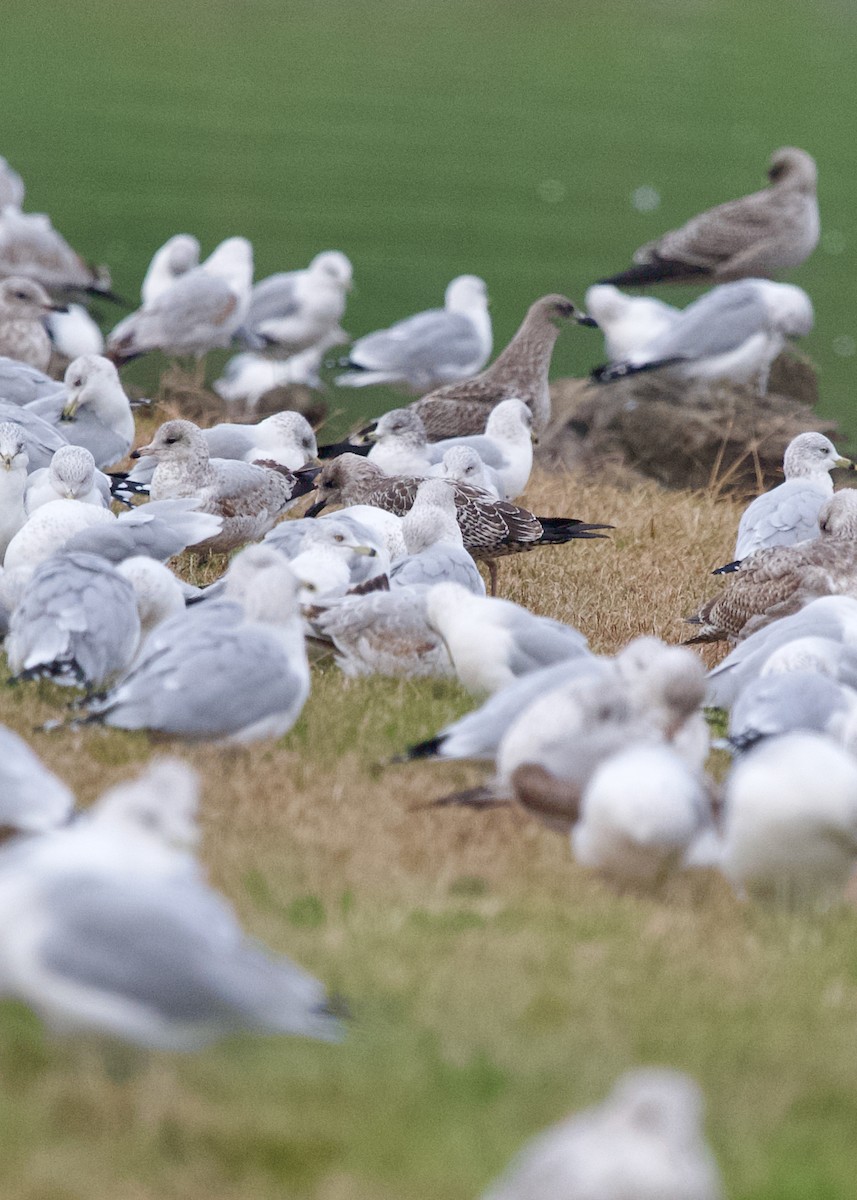 Zafferano - ML645438201