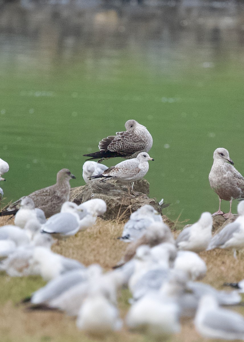 Zafferano - ML645438202