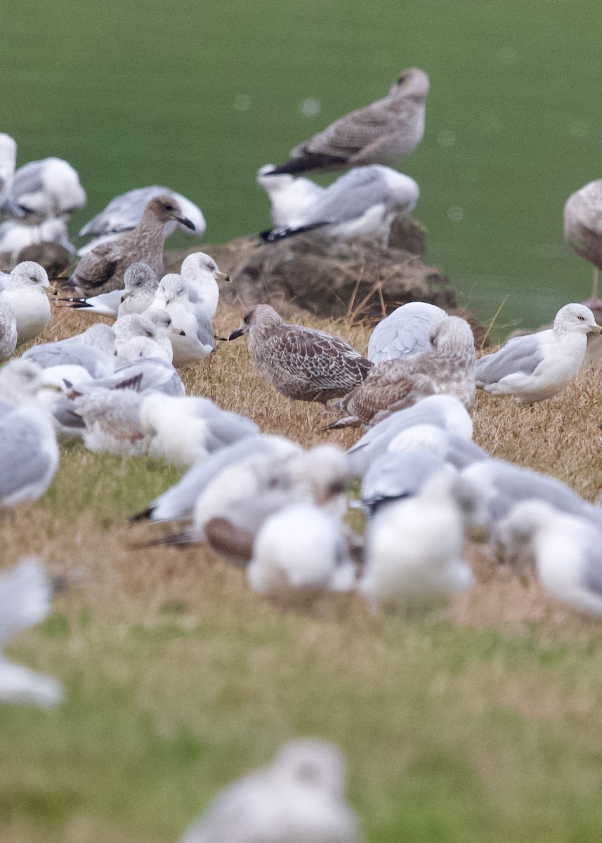 Zafferano - ML645438203