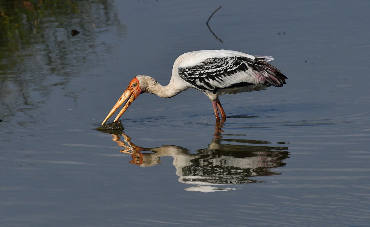 Painted Stork - ML645438216