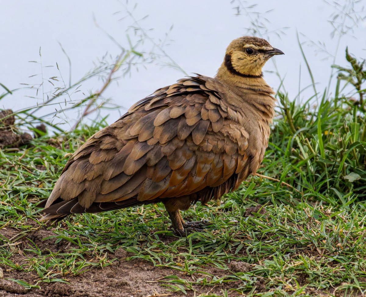 Желтогорлый рябок - ML645438223