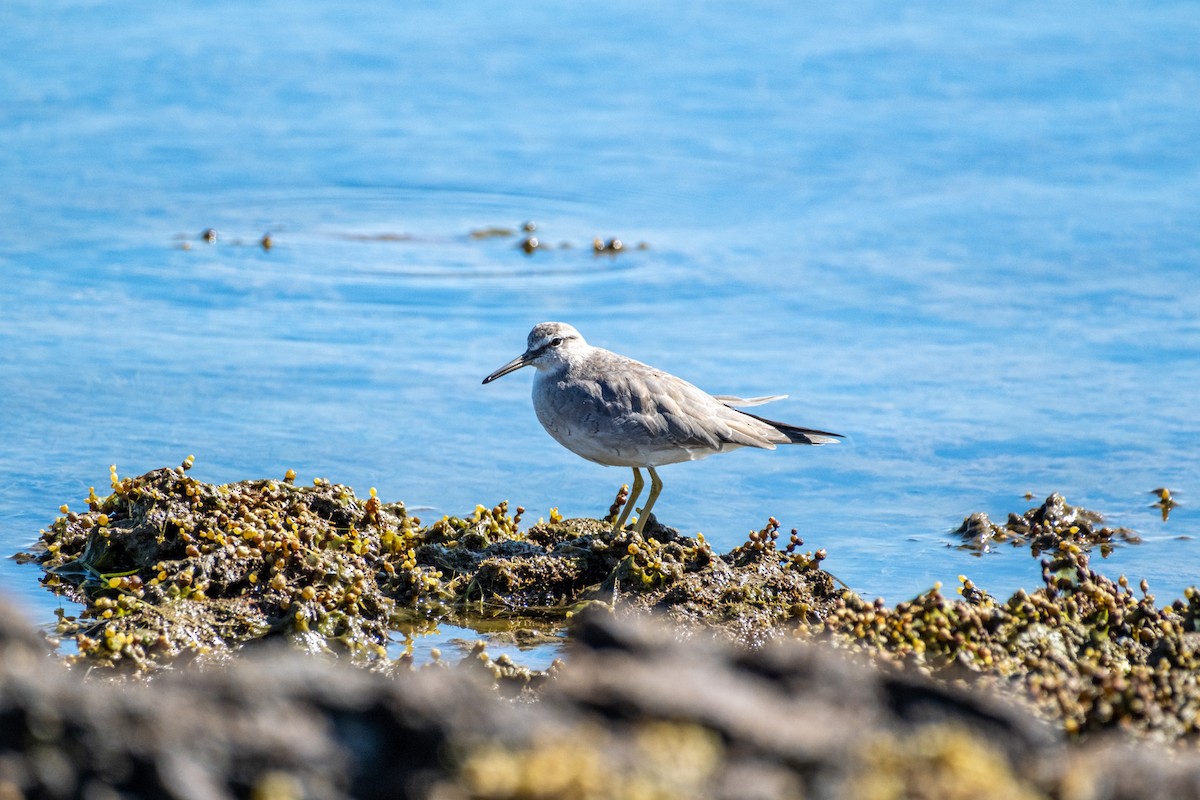 キアシシギ - ML645438227