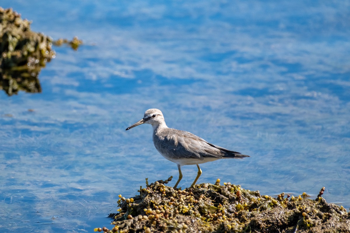 キアシシギ - ML645438228