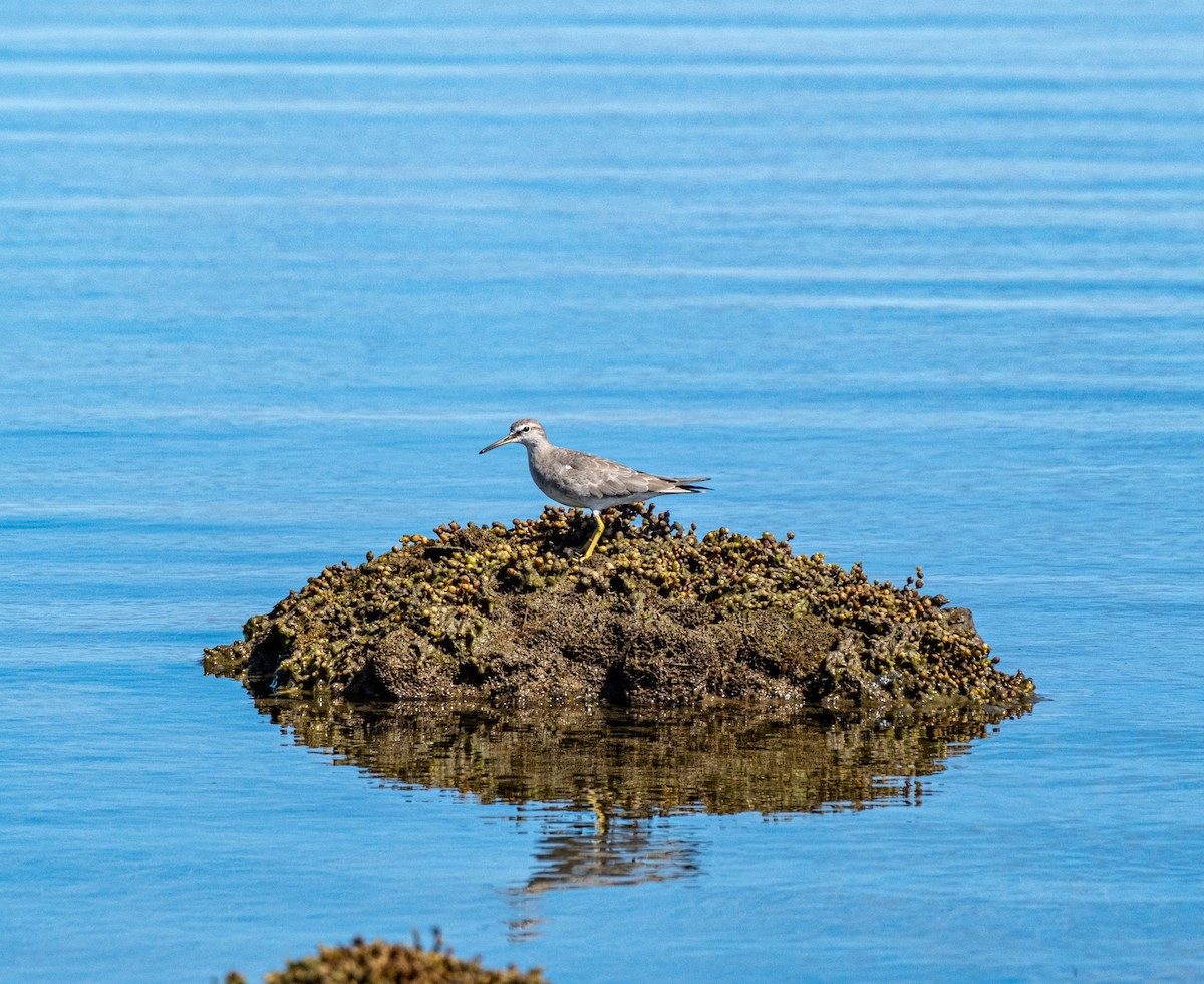 キアシシギ - ML645438229