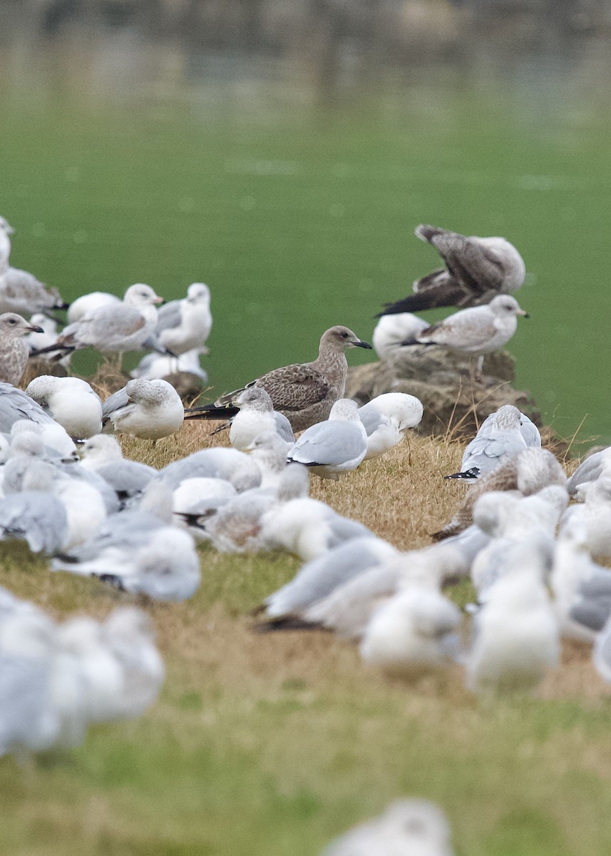 gull sp. - ML645438236