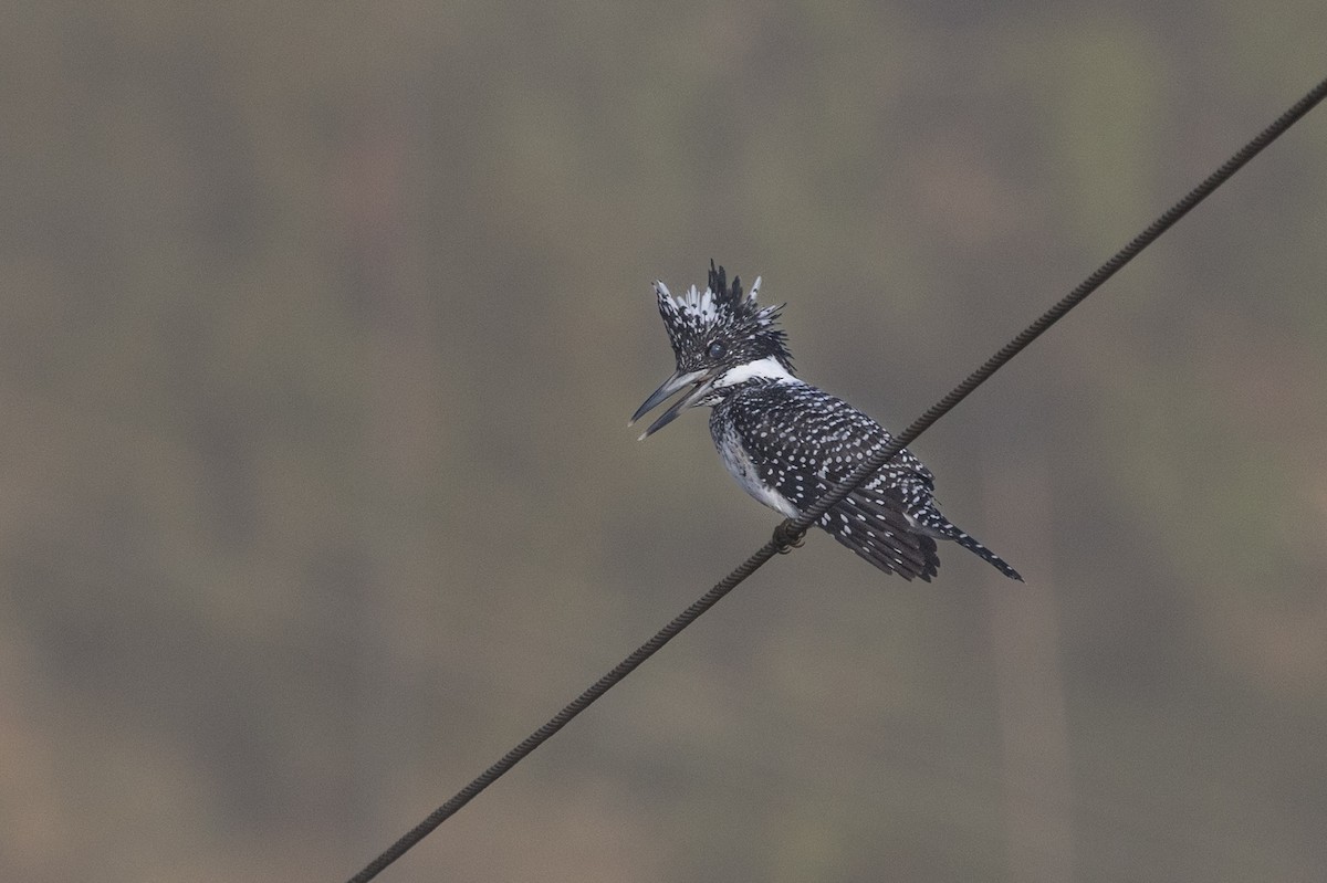 Crested Kingfisher - ML645438242