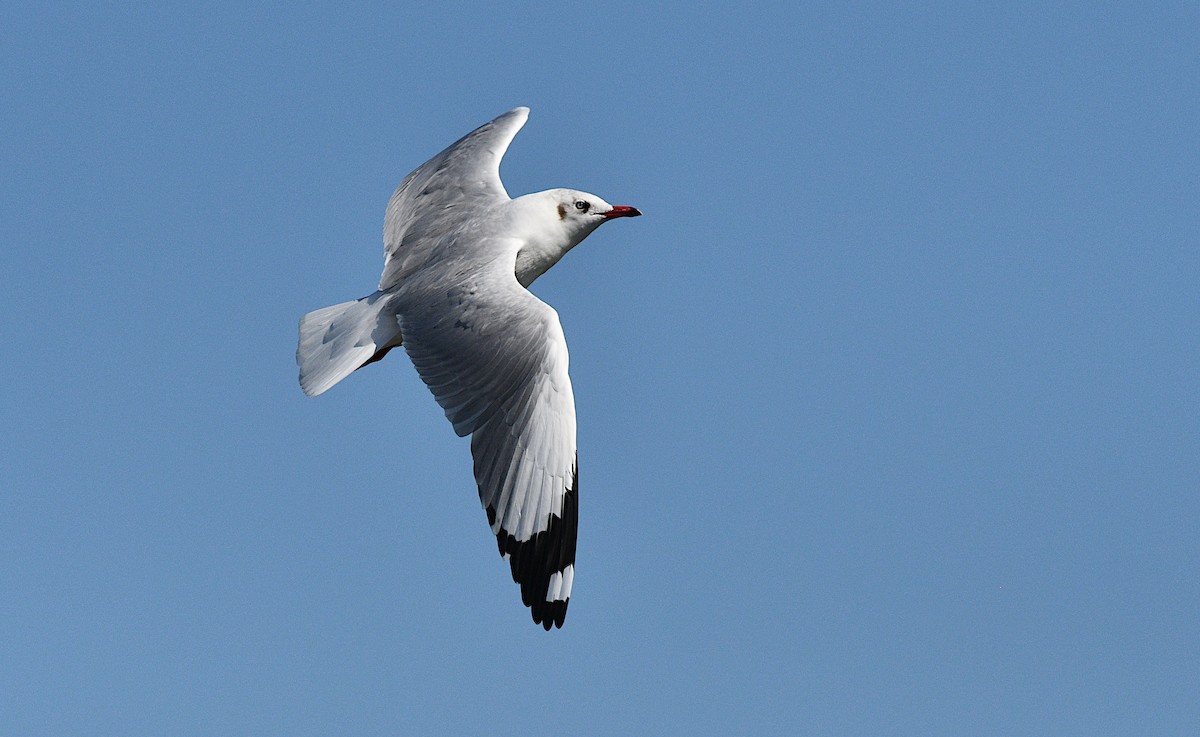 Gaviota Centroasiática - ML645438246