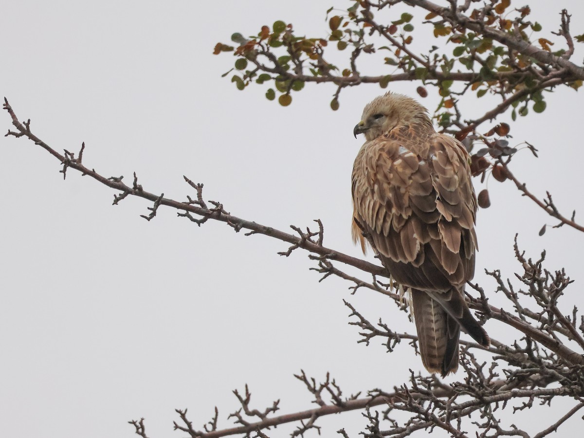 Long-legged Buzzard - ML645438252