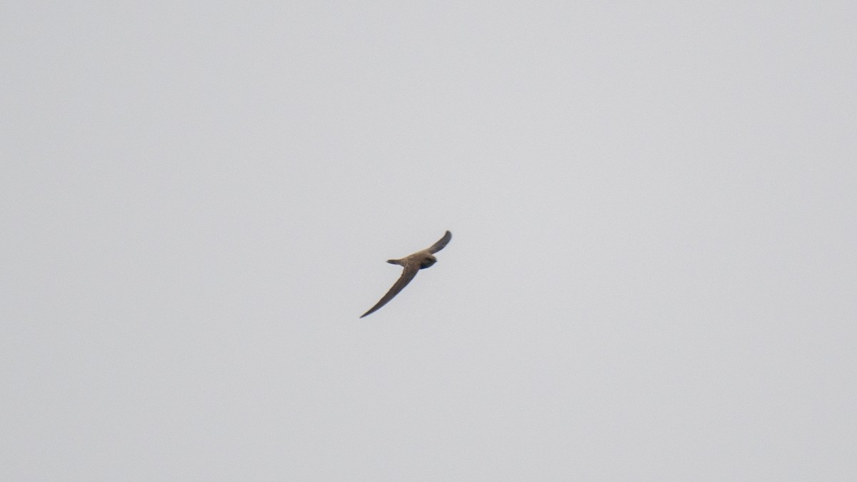 Alpine Swift - ML645438260