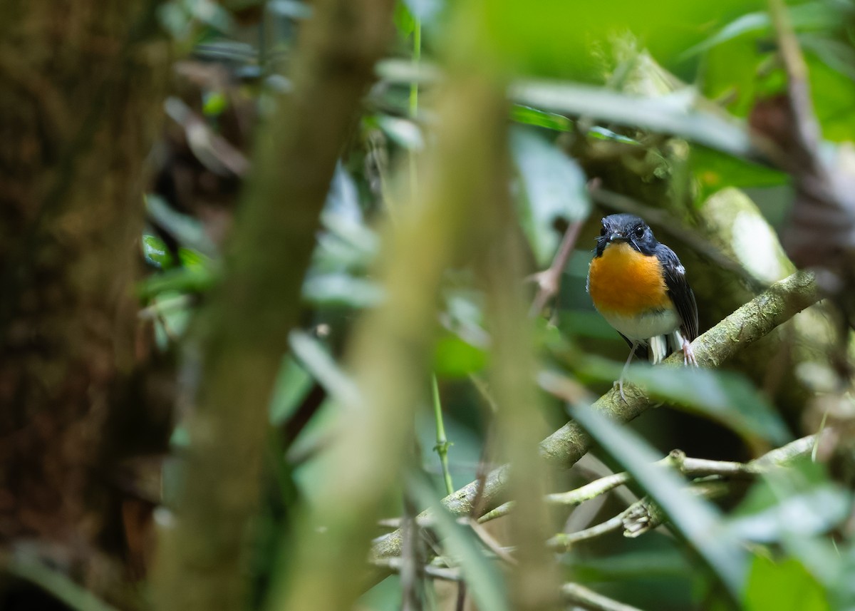 Rufous-chested Flycatcher - ML645438283