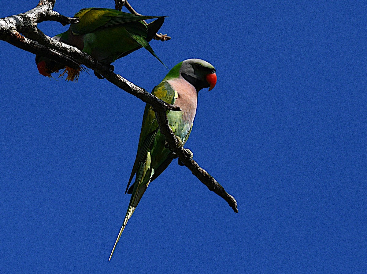 Red-breasted Parakeet - ML645438284