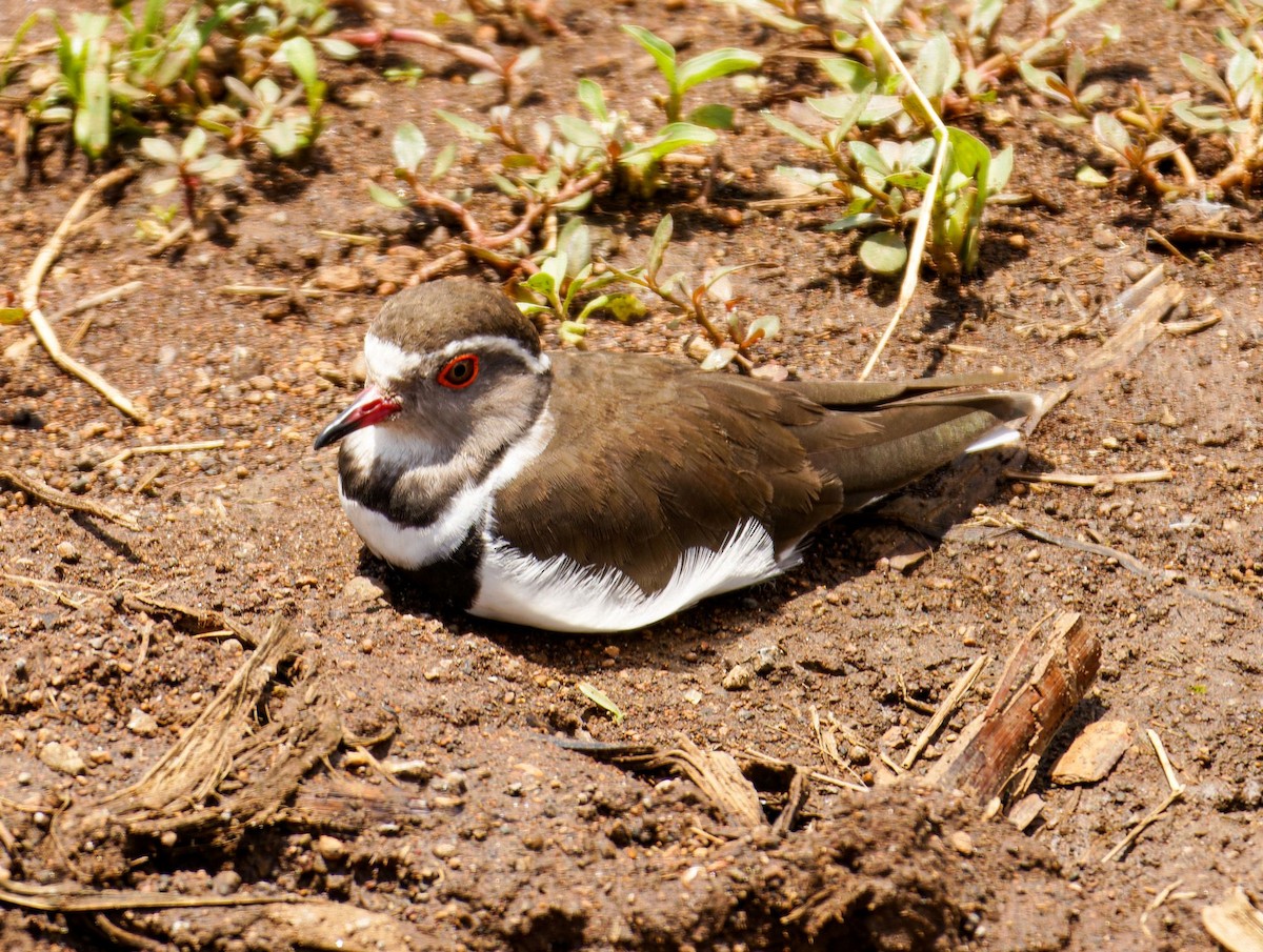 Three-banded Plover - ML645438298