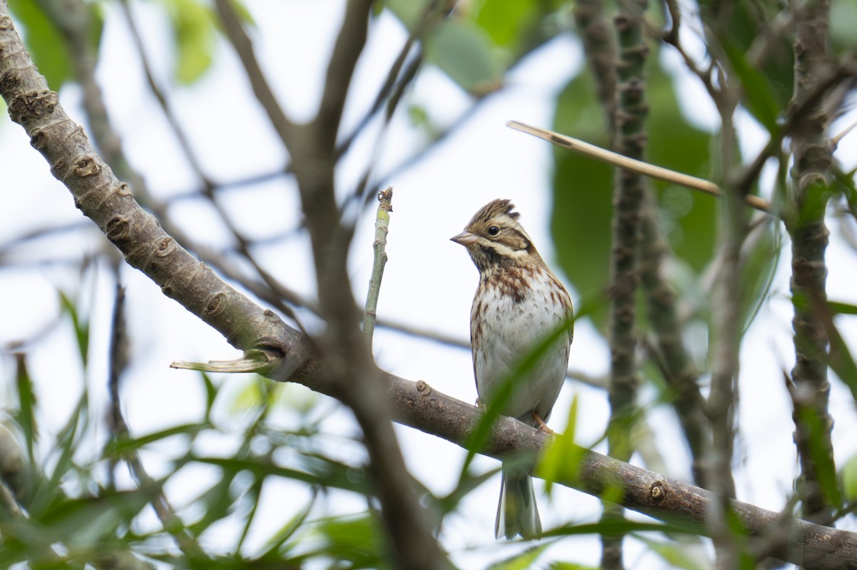 Rustic Bunting - ML645438317