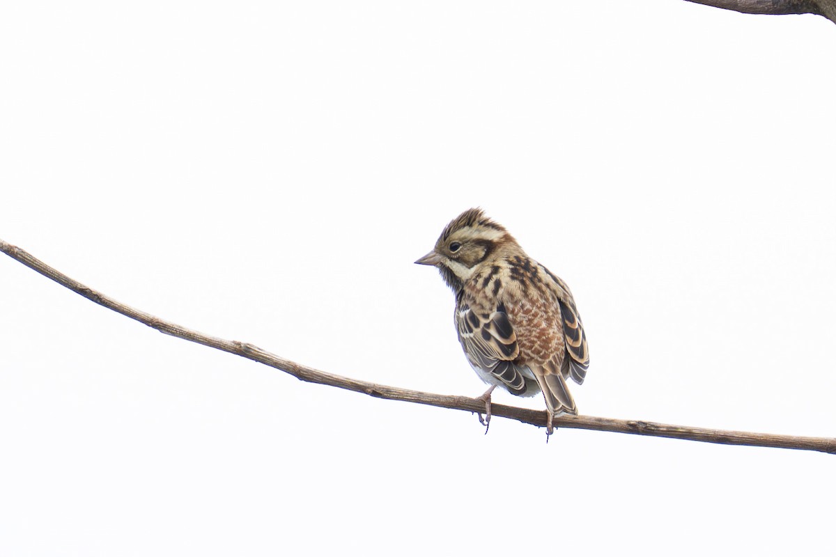 Rustic Bunting - ML645438318