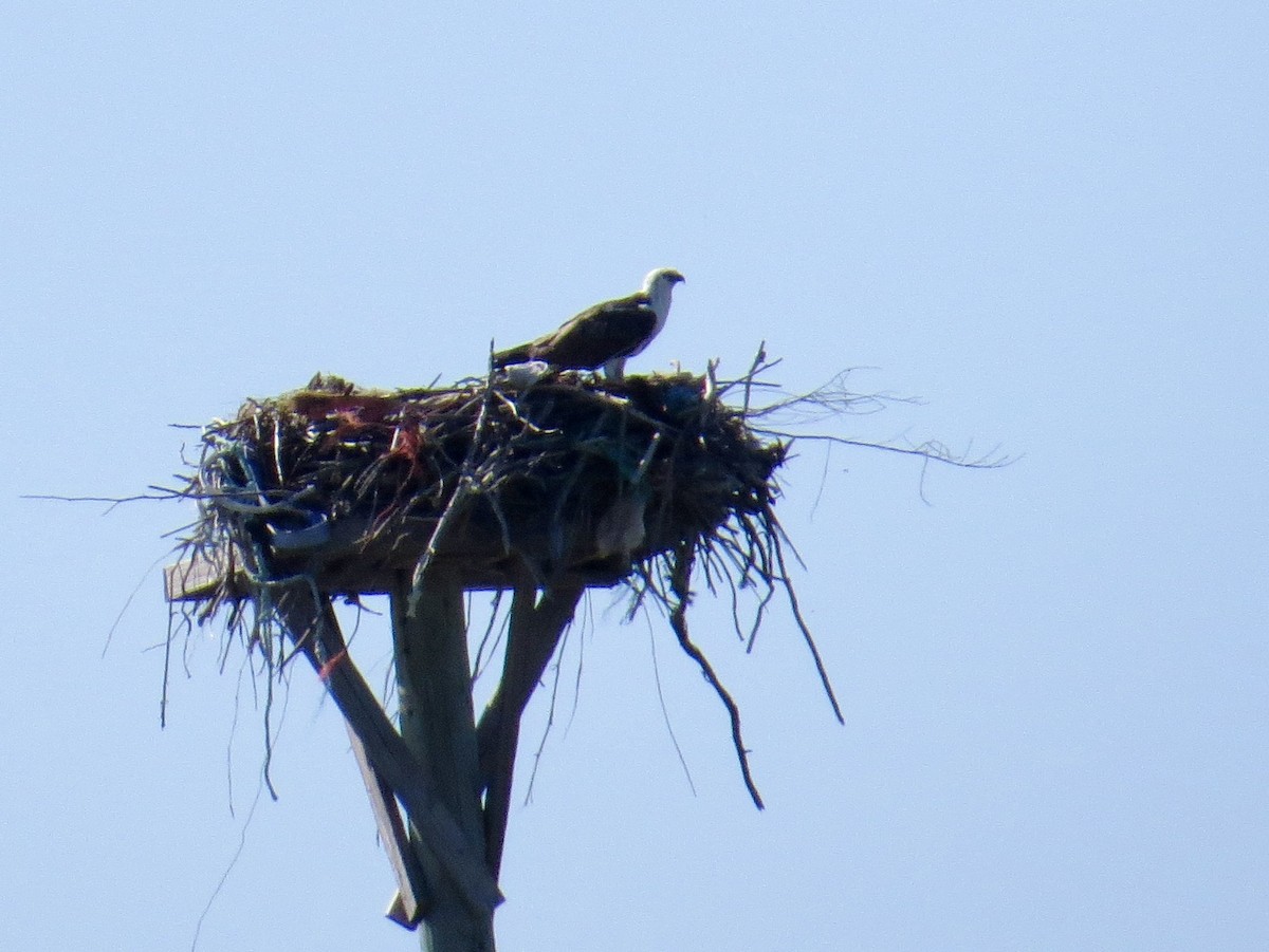 Osprey (Caribbean) - ML645438325