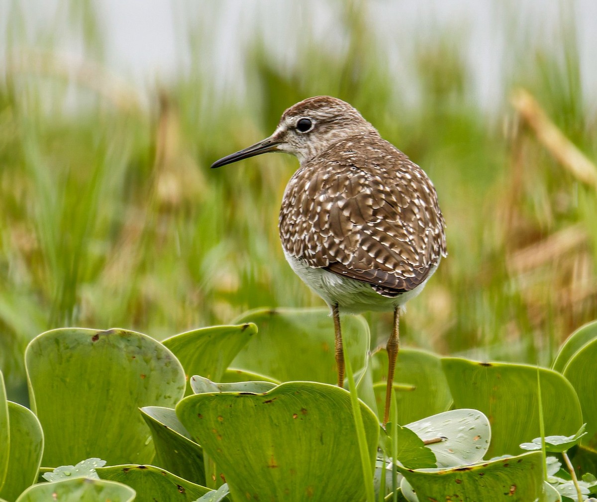 タカブシギ - ML645438330