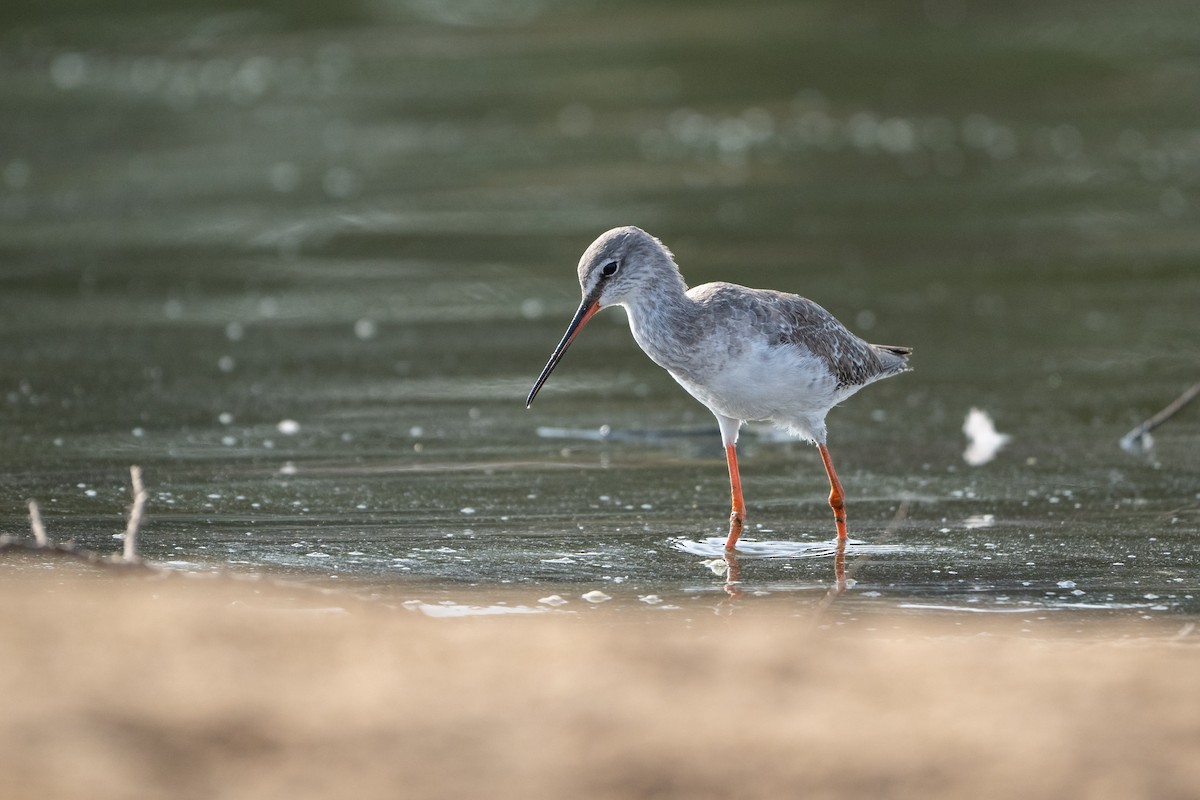 Dunkelwasserläufer - ML645438331