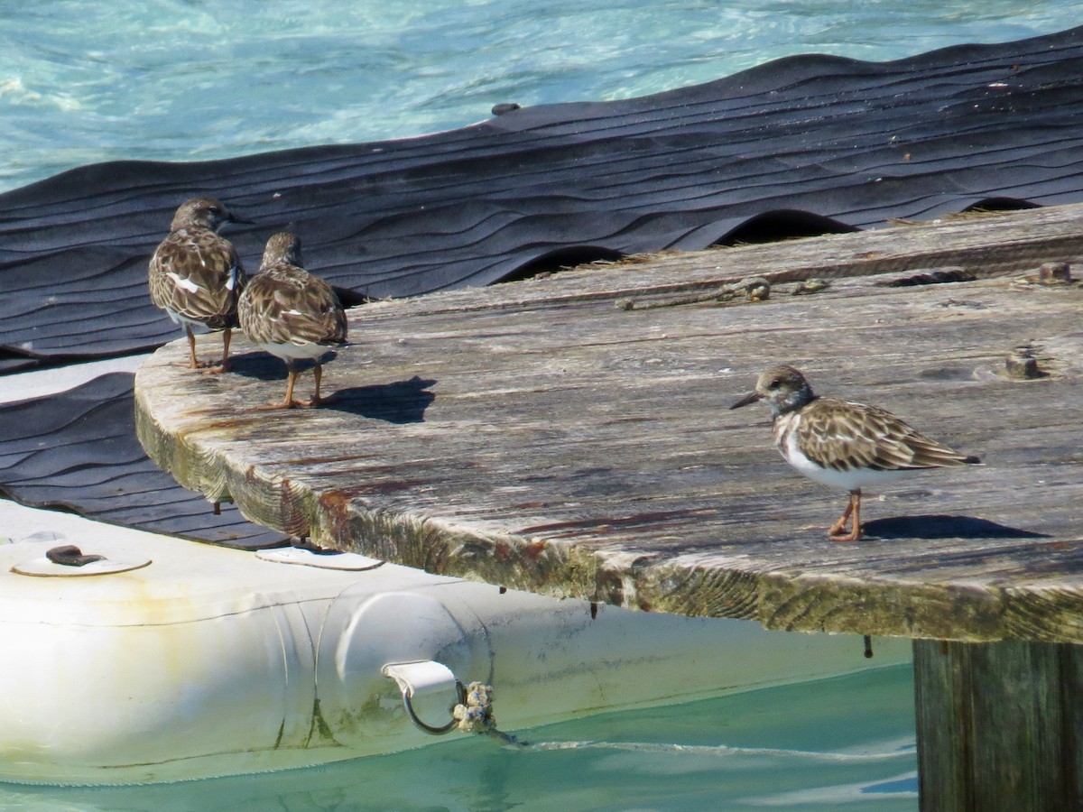 Ruddy Turnstone - ML645438333