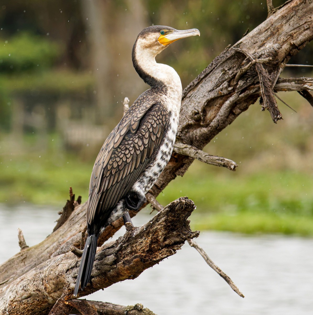 Kormoran - ML645438335